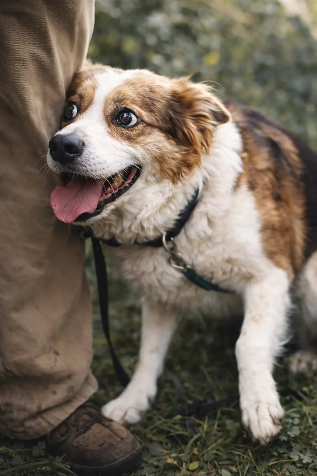 An anxious dog clings to its owner outdoors, panting and seeking safety during a fear episode. arvin k9 team. arvin dog trainer